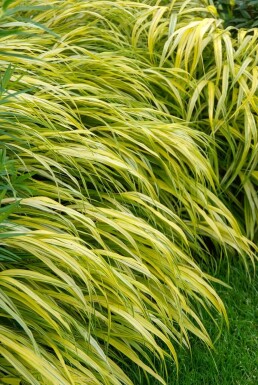 Herbe du Japon Hakonechloa macra 'Aureola' Pot Hakonechloa macra 'Aureola'