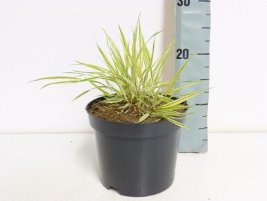 Herbe du Japon Hakonechloa macra 'Aureola' Pot Hakonechloa macra 'Aureola'