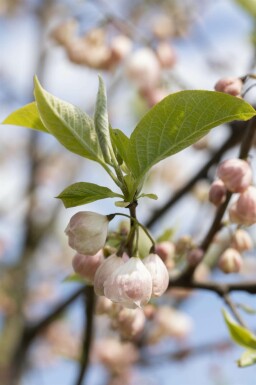 Halesia carolina