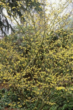 Hamamélis Hamamelis × intermedia 'Arnold Promise' Pot Hamamelis × intermedia 'Arnold Promise'