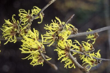 Hamamélis Hamamelis × intermedia 'Arnold Promise' Pot Hamamelis × intermedia 'Arnold Promise'