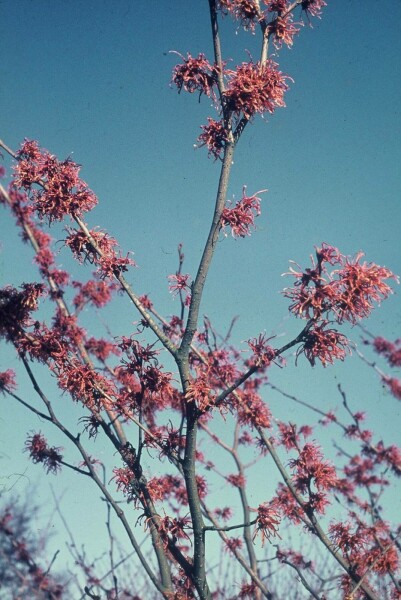 Hamamelis × intermedia 'Jelena' C15 150-175