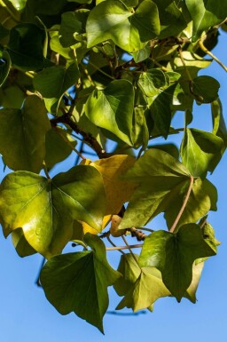 Lierre grimpant Hedera helix 'Arborescens' Pot Hedera helix 'Arborescens'