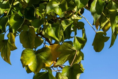 Lierre grimpant Hedera helix 'Arborescens' Pot Hedera helix 'Arborescens'