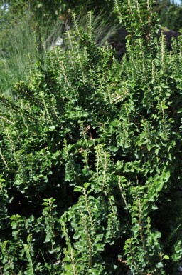 Lierre grimpant Hedera helix 'Erecta' Pot Hedera helix 'Erecta' arbuste
