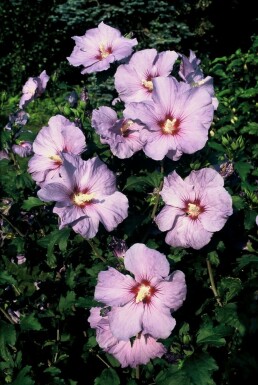 Hibiscus syriacus 'Oiseau Bleu'