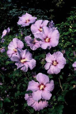 Hibiscus syriacus 'Oiseau Bleu' C3 40-50