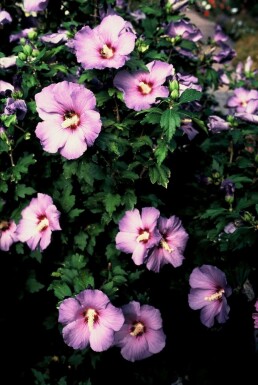 Hibiscus syriacus 'Oiseau Bleu' C3 40-50