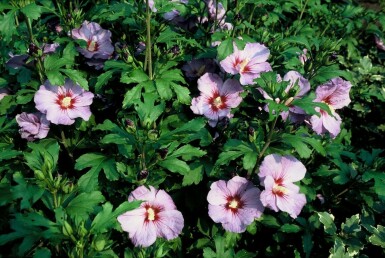 Hibiscus syriacus 'Oiseau Bleu' C3 40-50