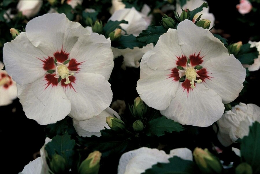 ketmie de syrie Hibiscus syriacus 'Red Heart' arbuste 20-30 C2 Hibiscus syriacus 'Red Heart' arbuste 20-30 cm