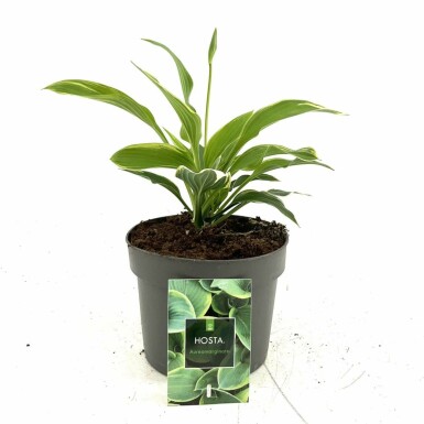 Funkia Hosta fortunei 'Aureomarginata' Pot Hosta fortunei 'Aureomarginata'