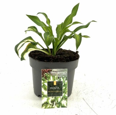 Funkia Hosta undulata 'Mediovariegata' Pot Hosta undulata 'Mediovariegata'
