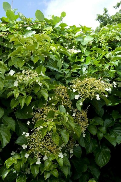 Hydrangea anomala subsp. petiolaris C3 30-40