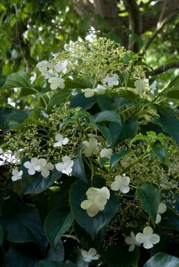 Hortensia grimpant Hydrangea anomala subsp. petiolaris Pot Hydrangea anomala subsp. petiolaris arbuste