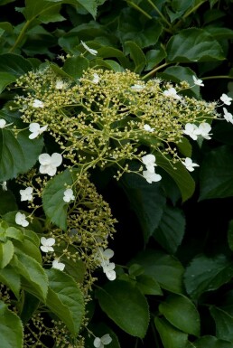 Hydrangea anomala subsp. petiolaris C3 30-40