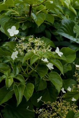 Hydrangea anomala subsp. petiolaris C3 30-40