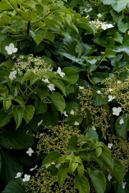 Hydrangea anomala subsp. petiolaris C3 30-40