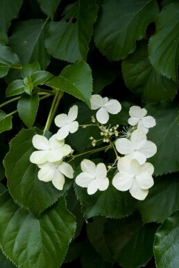 Hydrangea anomala subsp. petiolaris C3 30-40