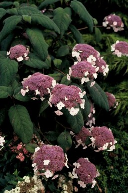 Hydrangea velu Hydrangea aspera 'Macrophylla' Pot Hydrangea aspera 'Macrophylla' arbuste