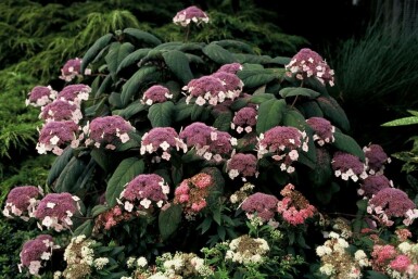 Hydrangea velu Hydrangea aspera 'Macrophylla' Pot Hydrangea aspera 'Macrophylla' arbuste