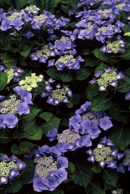 Hydrangelle hortensia Hydrangea macrophylla 'Blaumeise' Pot Hydrangea macrophylla 'Blaumeise' arbuste
