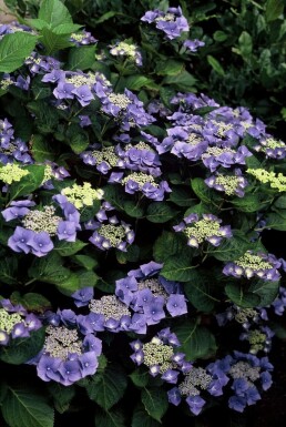 Hydrangelle hortensia Hydrangea macrophylla 'Blaumeise' Pot Hydrangea macrophylla 'Blaumeise' arbuste