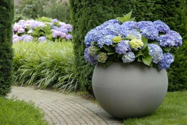 Hydrangelle hortensia Hydrangea macrophylla 'Forever & Ever® Blue' Pot Hydrangea macrophylla 'Forever & Ever® Blue' arbuste