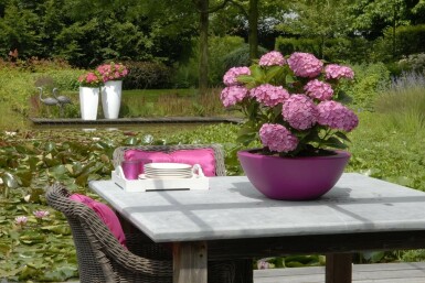 Hydrangelle hortensia Hydrangea macrophylla 'Forever & Ever® Pink' Pot Hydrangea macrophylla 'Forever & Ever® Pink'