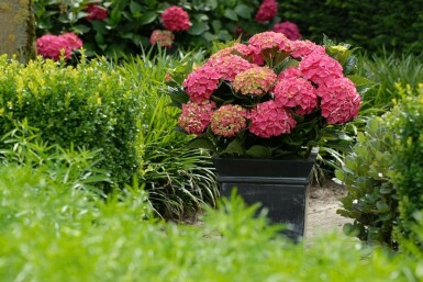 Hydrangelle hortensia Hydrangea macrophylla 'Forever & Ever® Red' Pot Hydrangea macrophylla 'Forever & Ever® Red' arbuste