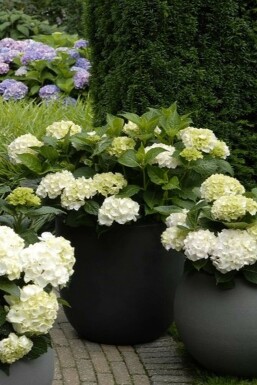 Hydrangelle hortensia Hydrangea macrophylla 'Forever & Ever® White' Pot Hydrangea macrophylla 'Forever & Ever® White' arbuste