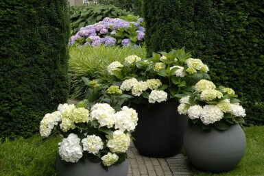 Hydrangelle hortensia Hydrangea macrophylla 'Forever & Ever® White' Pot Hydrangea macrophylla 'Forever & Ever® White' arbuste