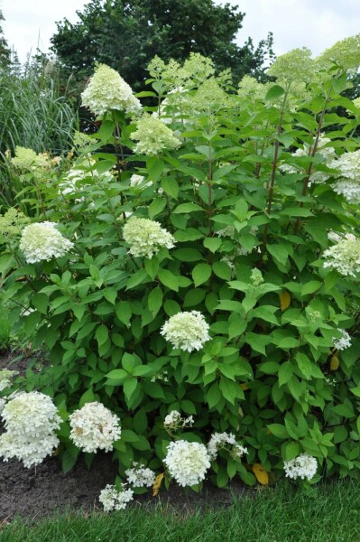 Hydrangea paniculata 'Limelight' C2 30-40