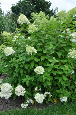 Hortensia paniculé Hydrangea paniculata 'Limelight' Pot Hydrangea paniculata 'Limelight' arbuste
