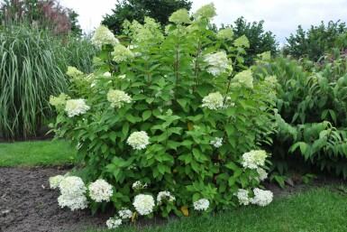 Hortensia paniculé Hydrangea paniculata 'Limelight' Pot Hydrangea paniculata 'Limelight' arbuste
