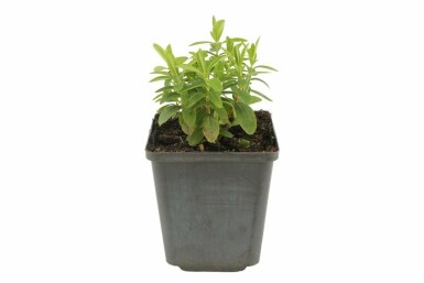 Millepertuis calycinal Hypericum calycinum Pot Hypericum calycinum