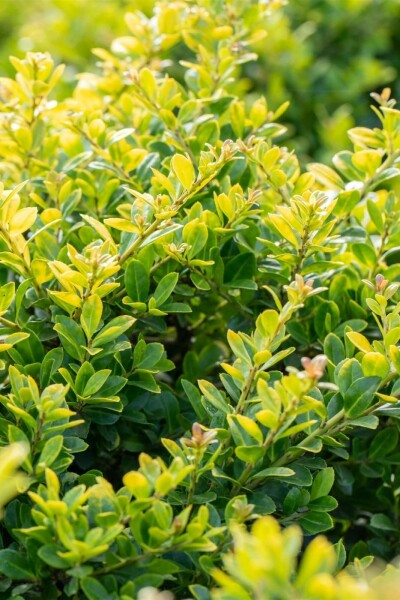 Ilex crenata 'Golden Gem' P9 5-10