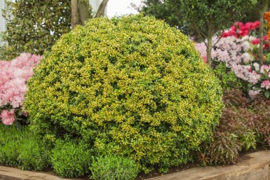 Ilex crenata 'Golden Gem' P9 5-10
