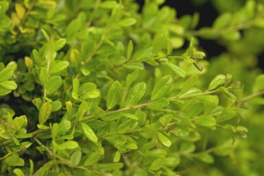 Ilex crenata 'Golden Gem' P9 5-10