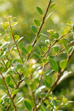 Houx crénelé Ilex crenata 'Stokes' Pot Ilex crenata 'Stokes' arbuste