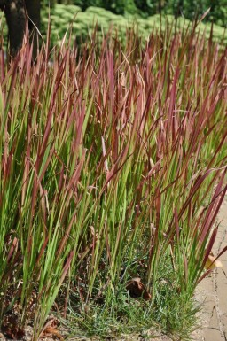 Impérate cylindrique Imperata cylindrica 'Red Baron' Pot Imperata cylindrica 'Red Baron'
