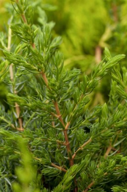 Genévrier commun Juniperus communis 'Repanda' Pot Juniperus communis 'Repanda' arbuste