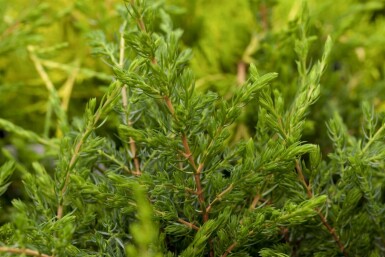 Genévrier commun Juniperus communis 'Repanda' Pot Juniperus communis 'Repanda' arbuste