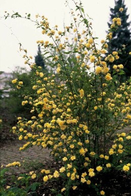 Kerrie du Japon Kerria japonica 'Pleniflora' Pot Kerria japonica 'Pleniflora' arbuste
