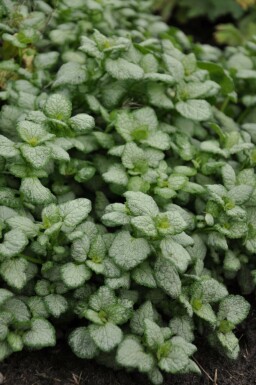 Lamier maculé Lamium maculatum 'White Nancy' Pot Lamium maculatum 'White Nancy'