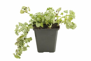 Lamier maculé Lamium maculatum 'White Nancy' Pot Lamium maculatum 'White Nancy'