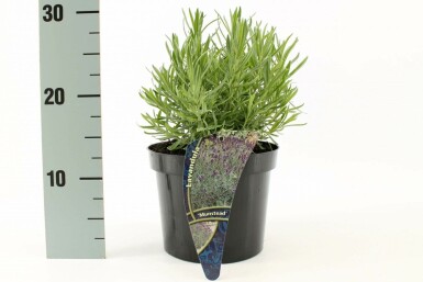 Lavande à feuilles étroites Lavandula angustifolia 'Munstead' Pot Lavandula angustifolia 'Munstead'