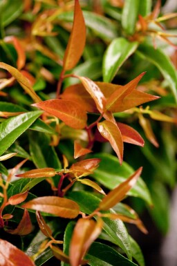 Leucothoe Leucothoe keiskei 'Royal Ruby' Pot Leucothoe keiskei 'Royal Ruby' arbuste