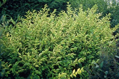 Troène à feuilles ovales Ligustrum ovalifolium 'Aureum' Pot Ligustrum ovalifolium 'Aureum'
