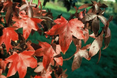 Copalme d'Amérique Liquidambar styraciflua 'Worplesdon' Pot Liquidambar styraciflua 'Worplesdon' arbuste