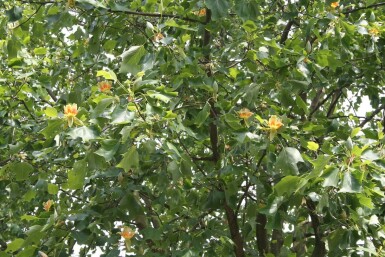 Liriodendron tulipifera C5 60-80